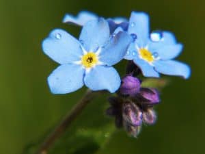Hellblau leuchtende Vergiss-mein-nicht-Blüten sind auf dem Foto zu sehen und auch ein paar Knospen.