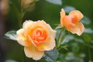 Links im Foto ist eine aufgeblühte Rose zu sehen, die in der Mitte orange leuchtet und zu den Blütenblätterrändern hin in eine zartes Orange übergeht. Daneben ist noch eine kleinere nicht ganz so weit aufgeblühte Rosenblüte zu sehen.