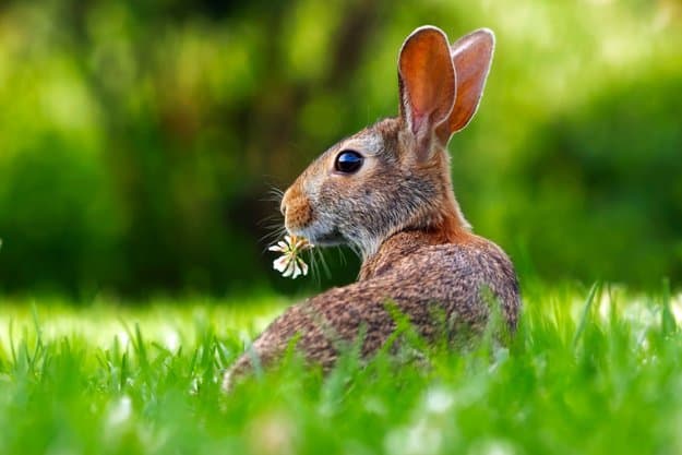 Blogbeitrag - So lehrte mich ein kleiner Hase etwas Wesentliches für mein Leben - Ein Hase sitzt im saftig grünen Gras und knabbert an einem Gänseblümchen.