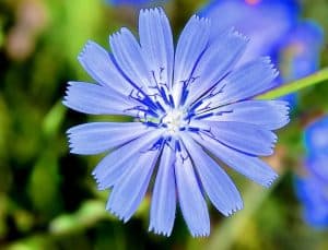 Eine Ceratoblüte leuchtet in einem wunderschönen Himmelblau.