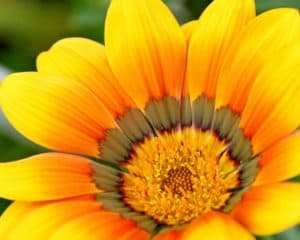 Eine Blume mit orangegelben Blütenblätter ist zu sehen. Die Blütenblätter werden zum gelben Blütenstempel in hellbraun.