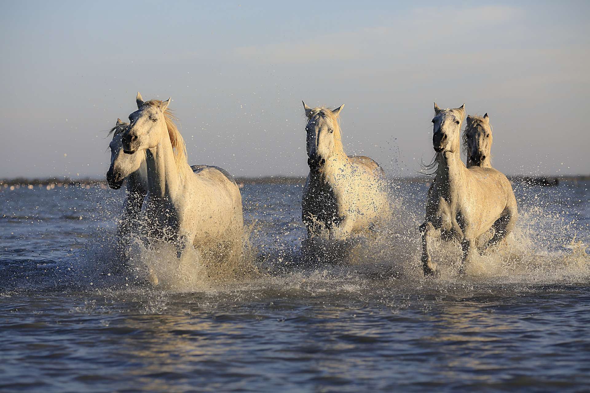 horses-g5a200d517_1920