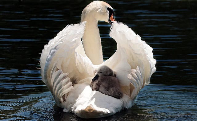 swan-2350668_640