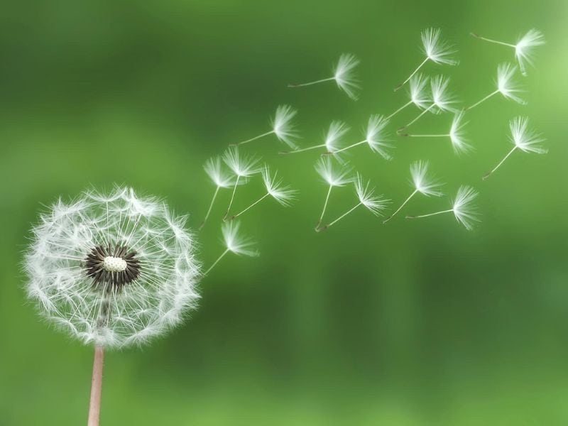 Startseite Pusteblume im Wind – Symbol für Leichtigkeit, Freiheit und Neubeginn